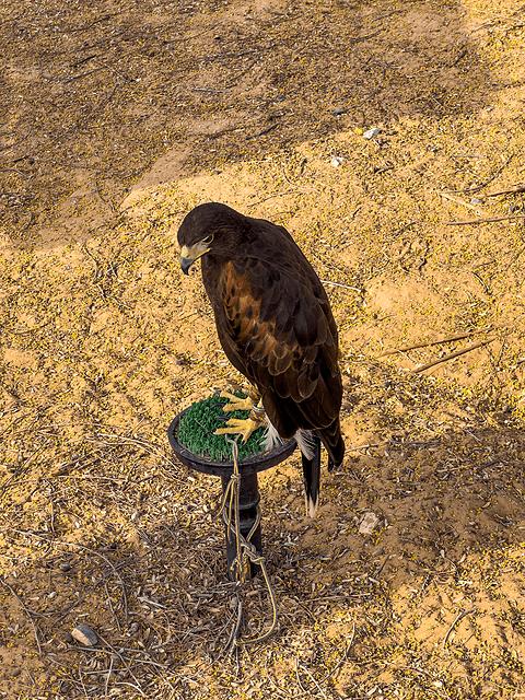 哈伊马角利兹卡尔顿,哈伊马角沙漠丽思卡尔顿酒店