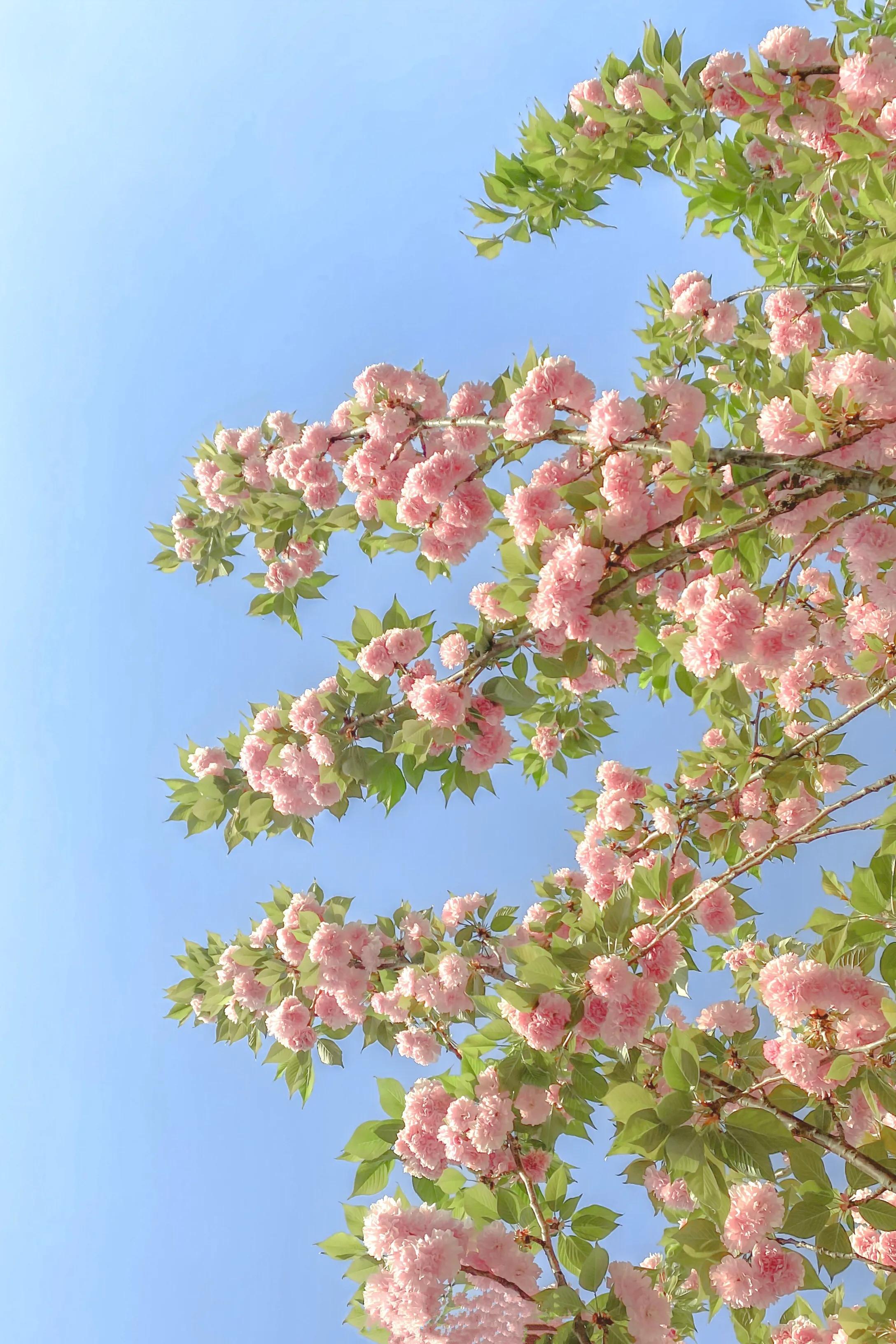 人鱼部落小说,小说部落免费阅读大全