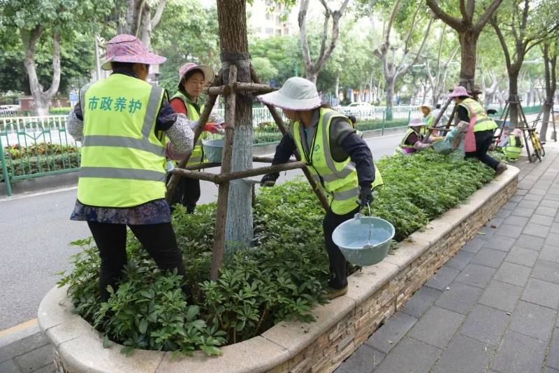 公路行道树修剪规范标准,关于道路行道树修剪的情况说明