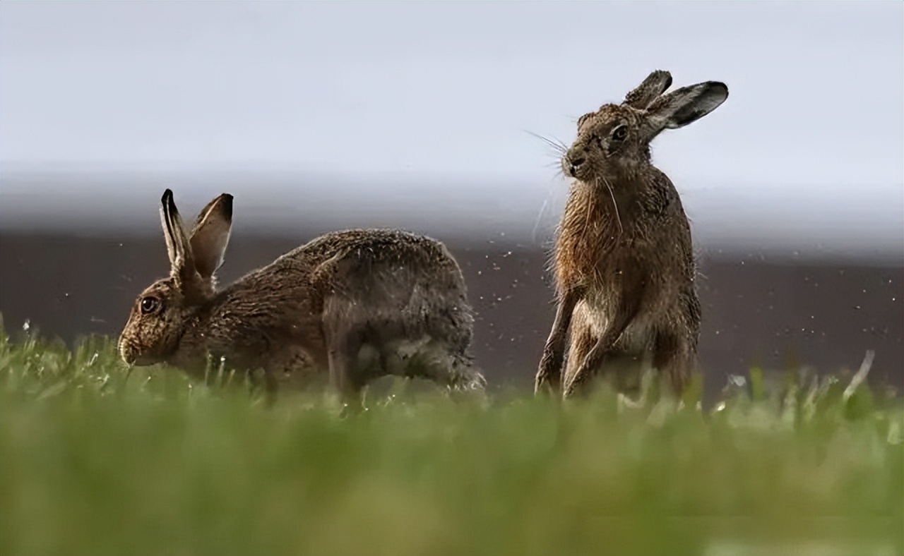 澳大利亚野兔泛滥为什么人不吃,澳洲野兔泛滥多达100亿只