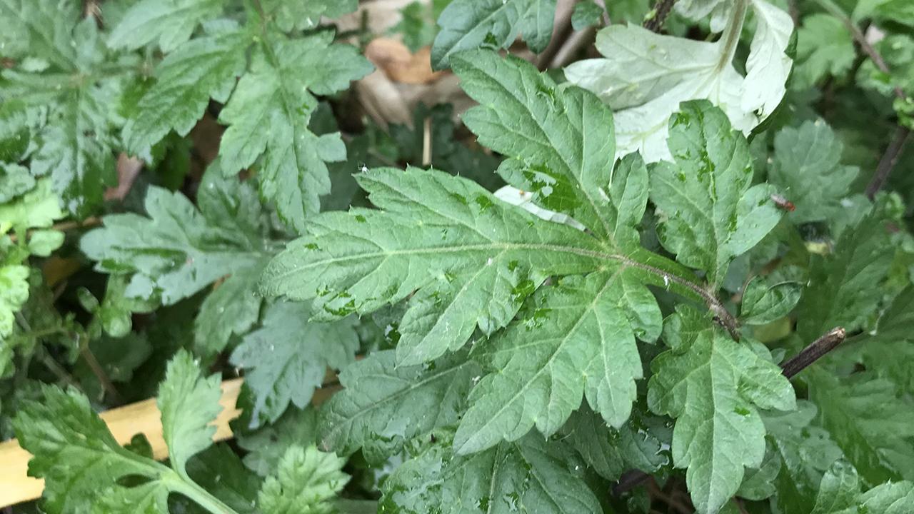 男子被蜘蛛咬了一口居然没事,男子被蜘蛛咬伤后进icu