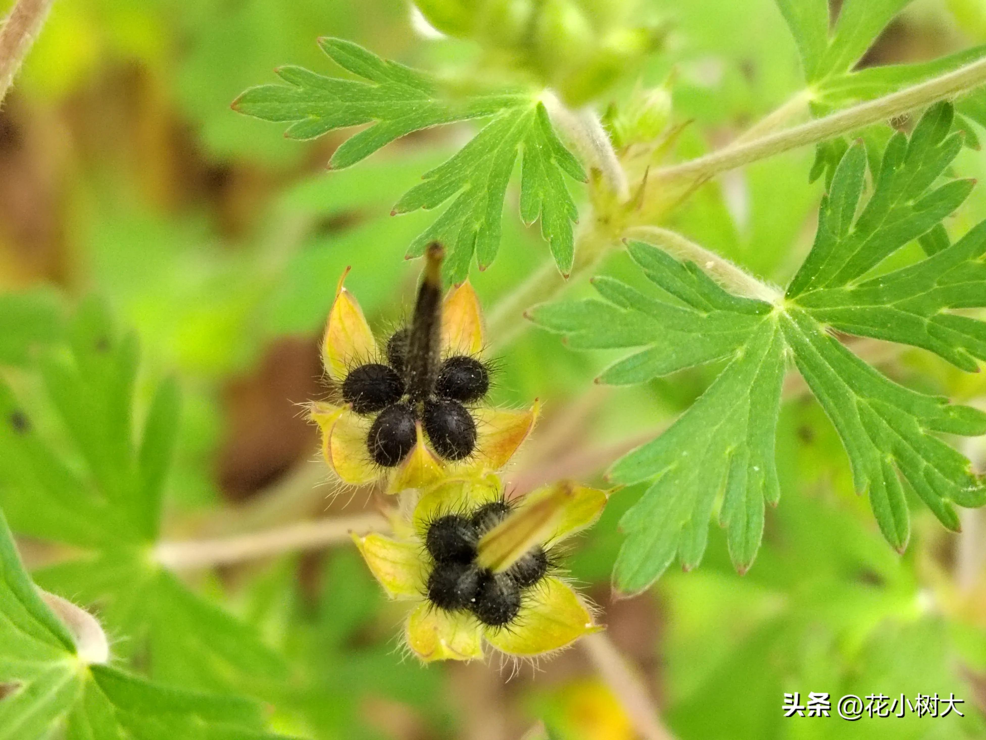 野生老鹳草苗,野生老鹳草视频