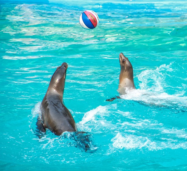 青岛大连足球城,大连国际足球城