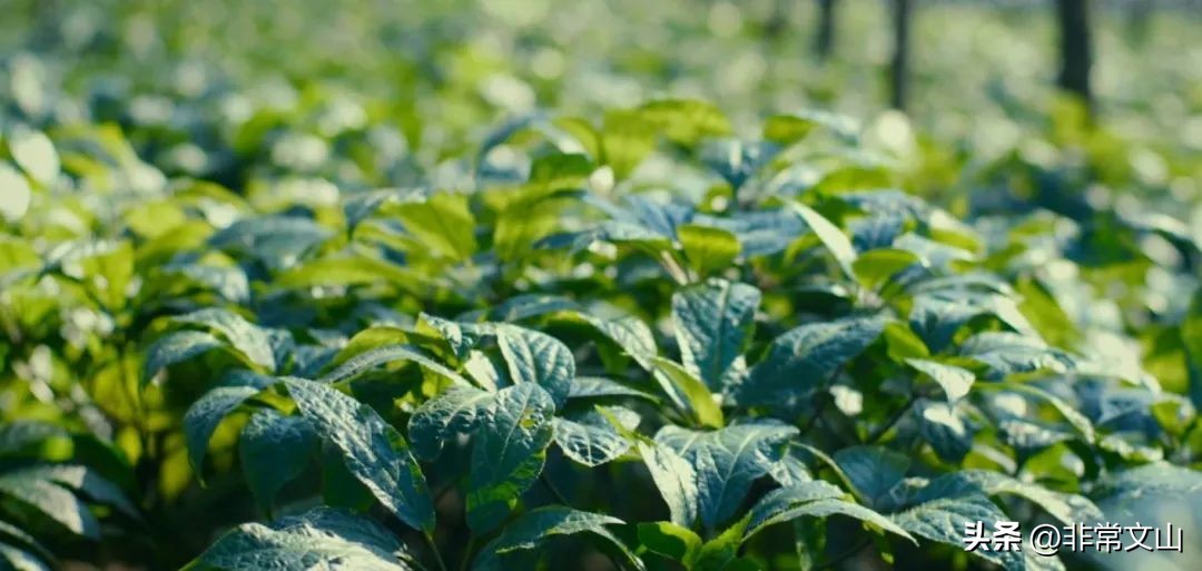 快点，文山一批“宝藏”项目等你加入！