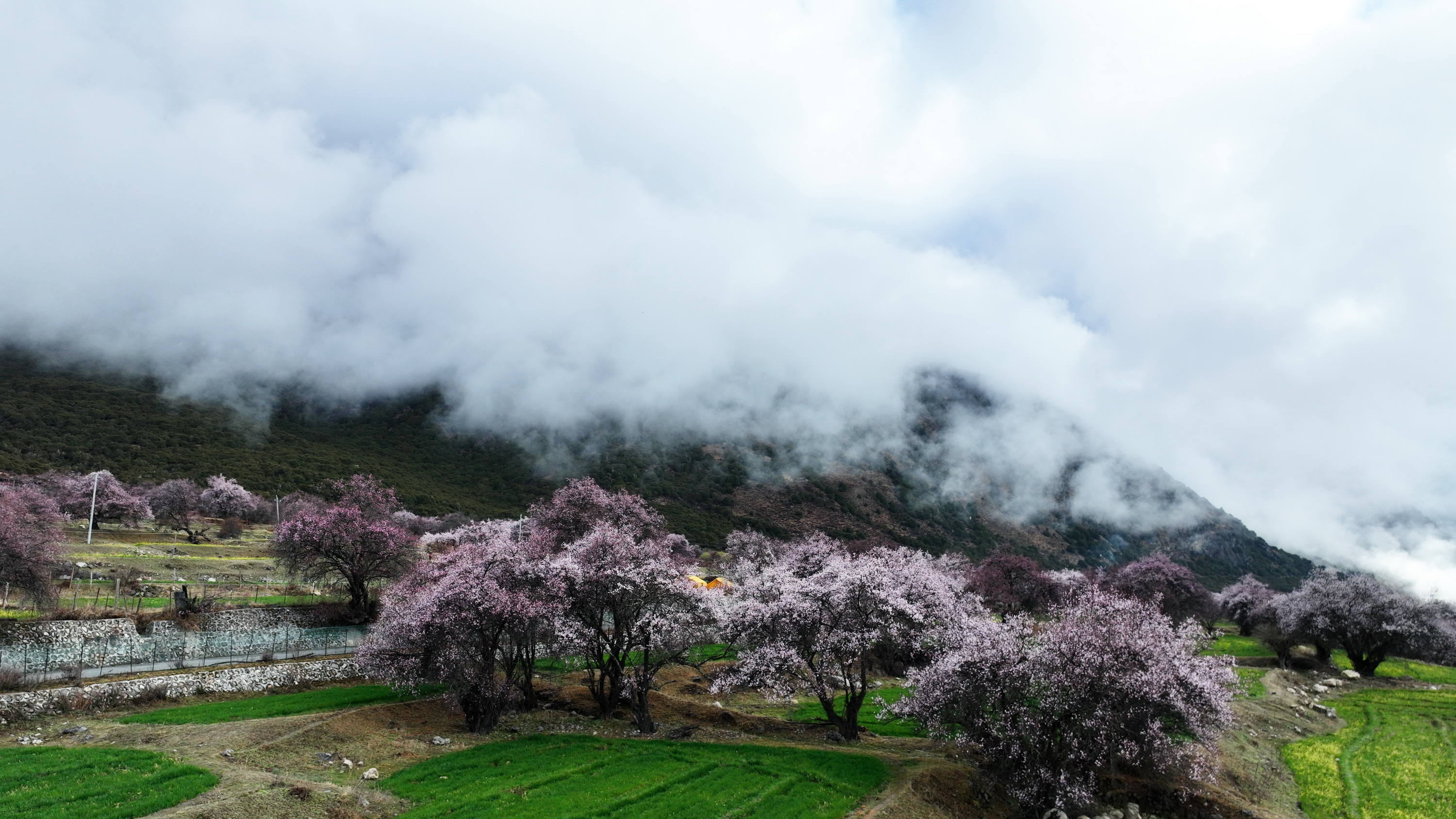 我的林芝一日游攻略,林芝看桃花西藏之旅