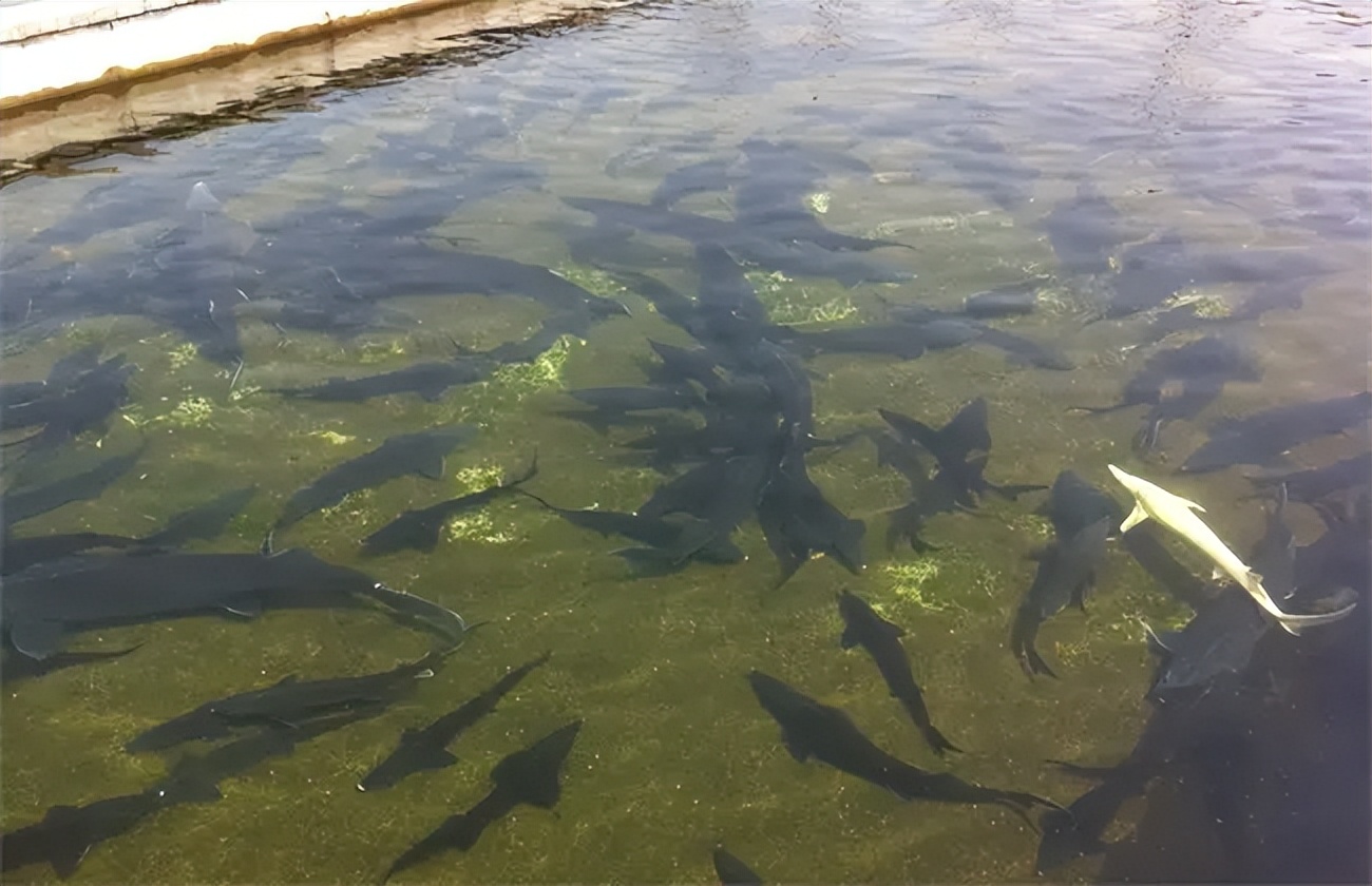 湖北大叔鱼肚中发现“黑黄金”，一条鱼卖600万！三年赚两亿