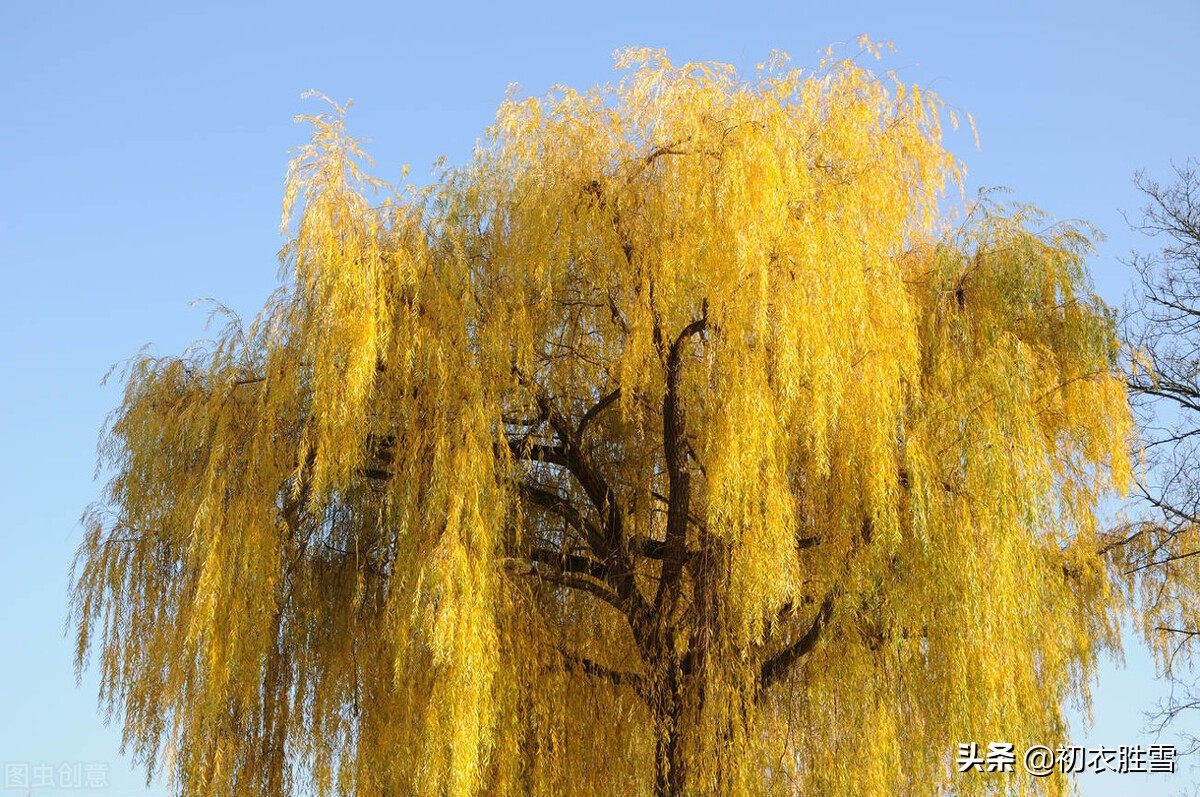 描写冬柳的七绝古诗词,七绝冬柳古诗词