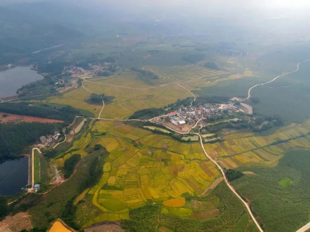 壮族三月三手工五色糯米饭,壮族三月三五色糯米饭如何制作