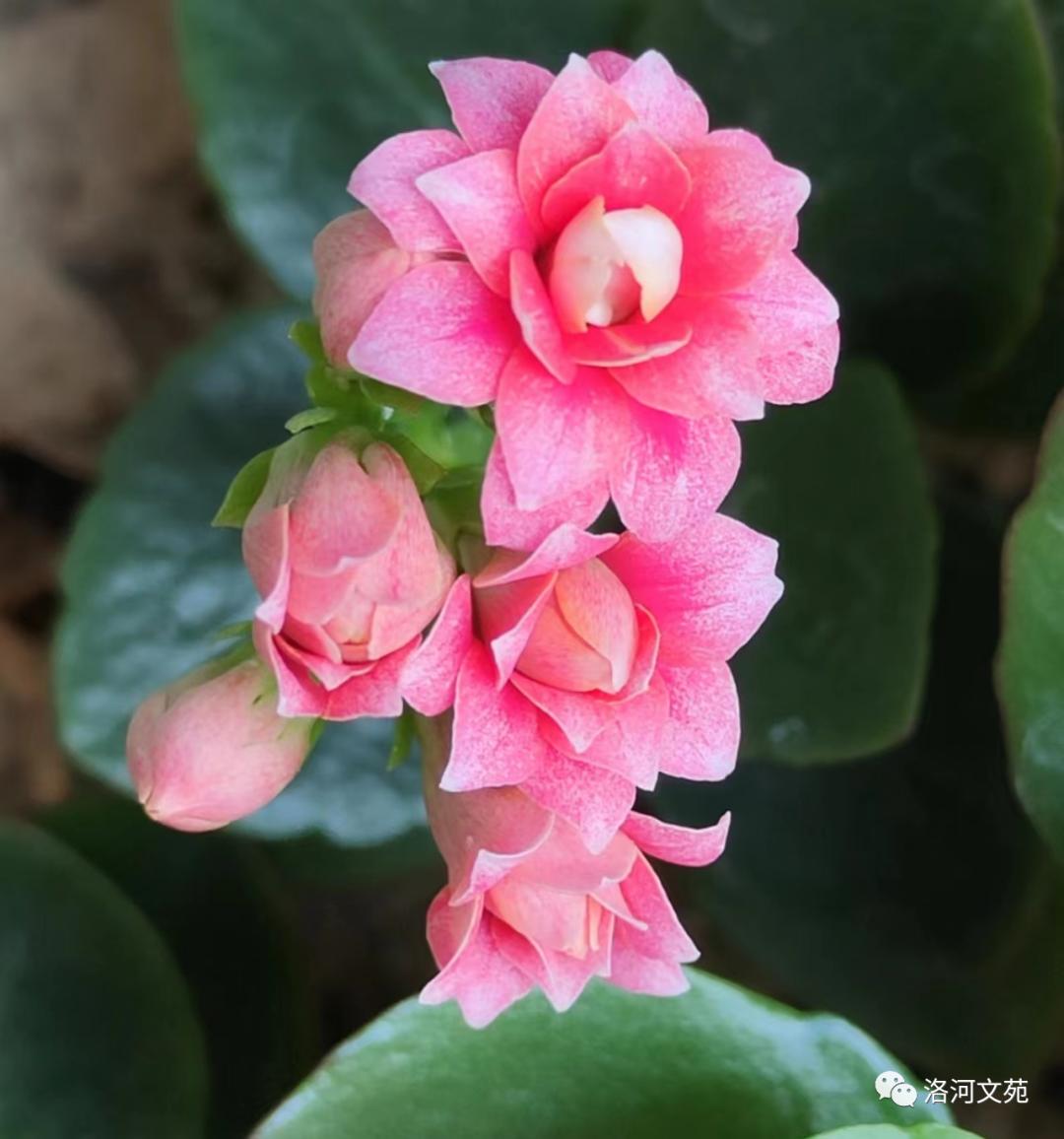 怒放的生命马云完整版,怒放的生命完整版