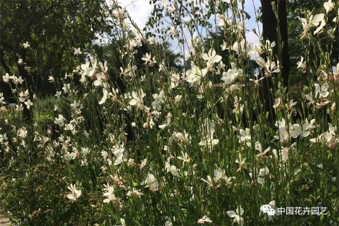 鑺卞崏鍝佺灞曠ず,鏂颁紭鑺卞崏鍝佺灞曠ず