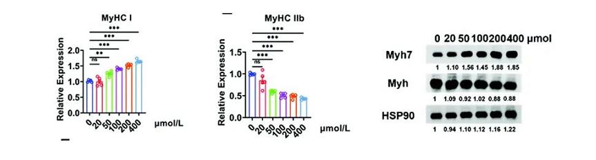 红花油有什么妙用,红花油的成分有红花吗