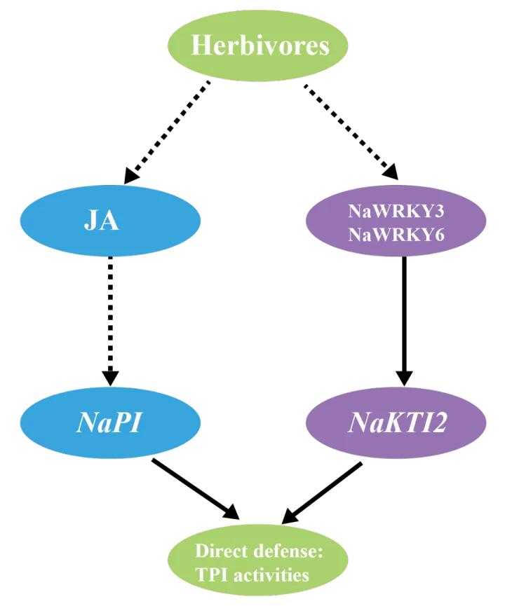 WRKY家族想做个自我介绍（二）