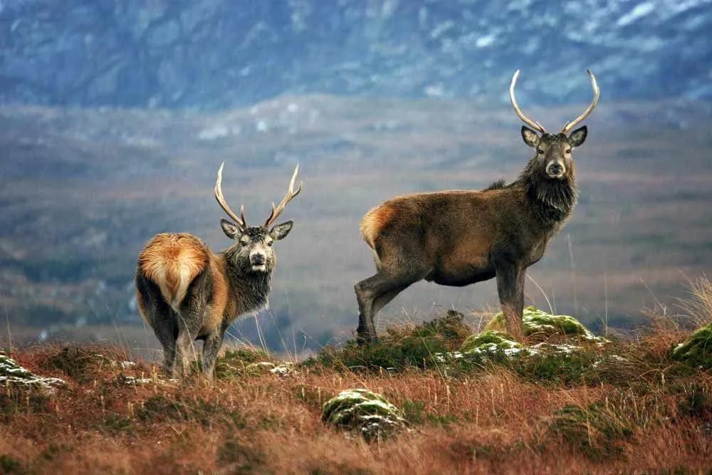 马鹿如何抵抗天敌狼、雪豹、猞猁与狼獾，用角挑还是用腿踢？