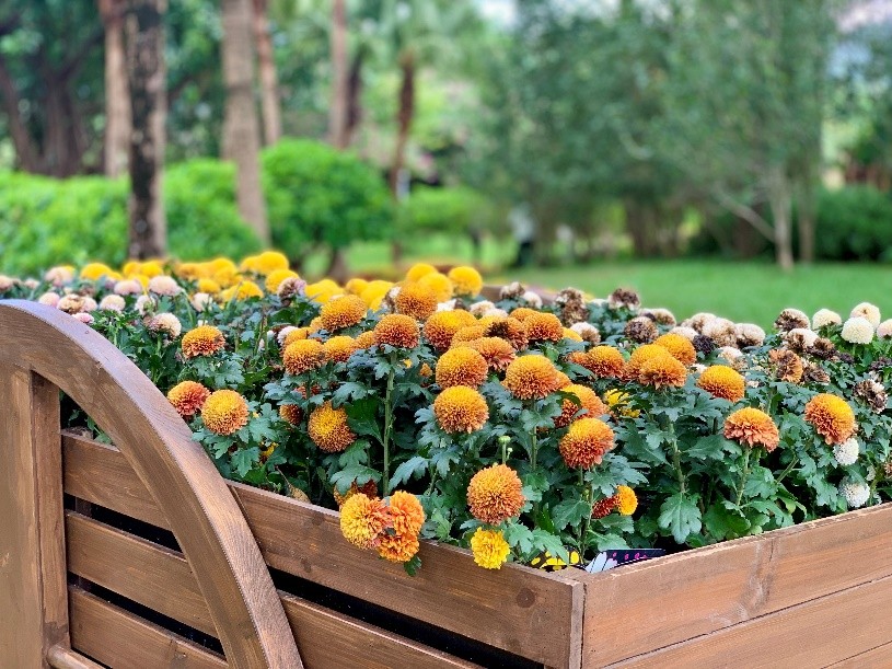 东湖公园菊花展有多少种菊花,菊花展东湖公园深圳