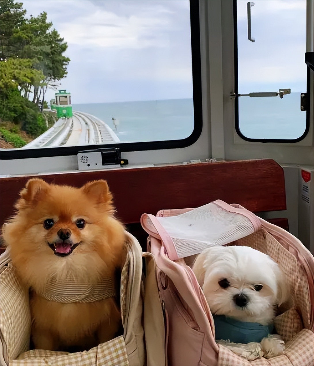 狗狗都这么努力你有什么理由,狗狗也有属于它的心事