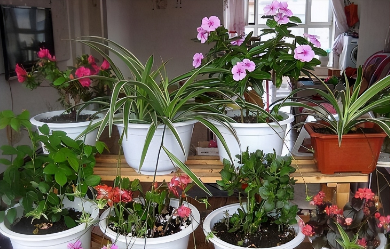 旧筷子可别当垃圾扔了,养花小技巧旧筷子再利用