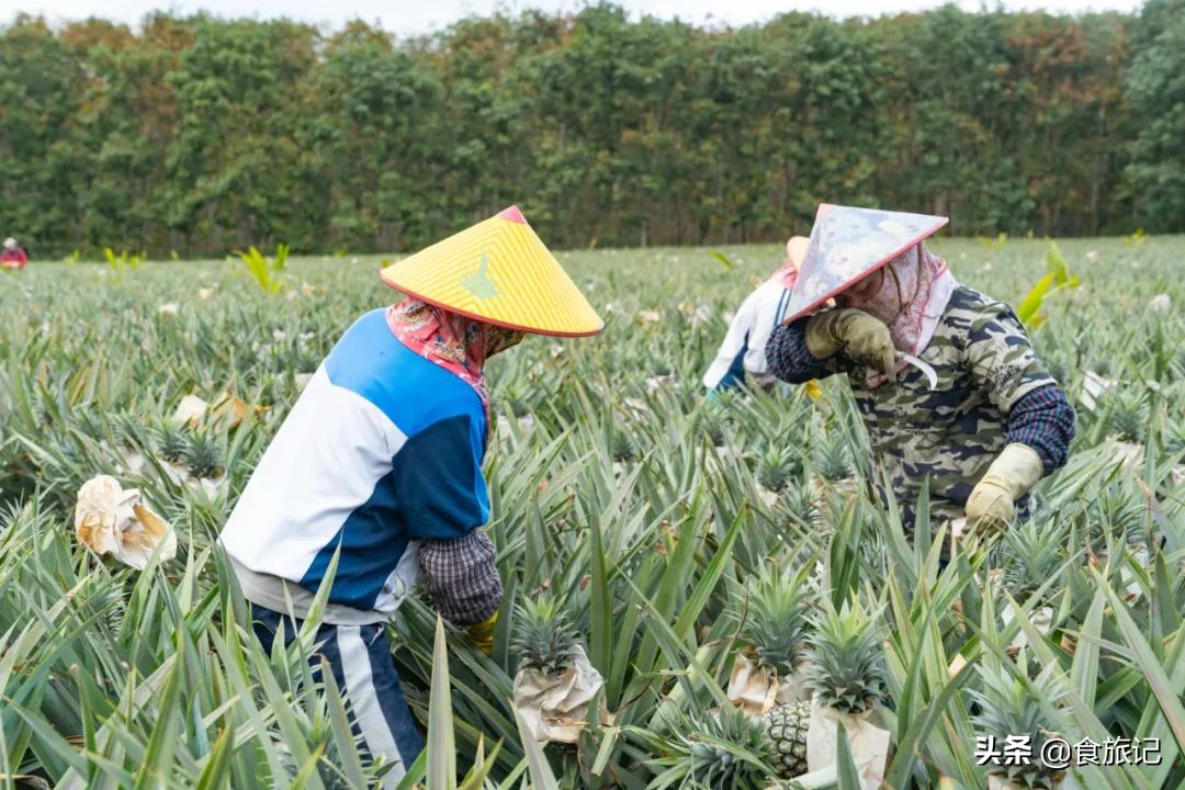 甜脆金钻凤梨,纯甜金钻凤梨菠萝