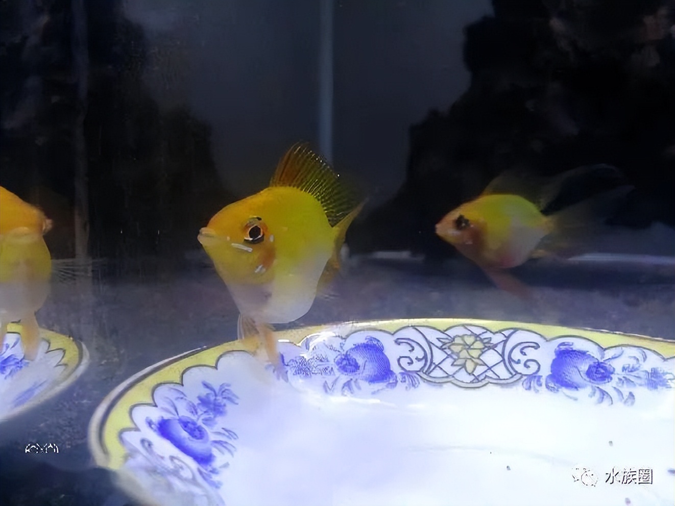 金波子一般熟悉环境多久开始繁殖,繁殖金波子用多大缸