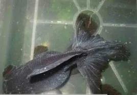 金鱼鱼病症状身体溃烂,金鱼鱼病的治疗与防治