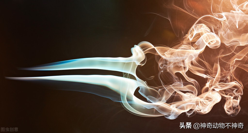 世界上最致命的毒蝎,致命毒蝎子