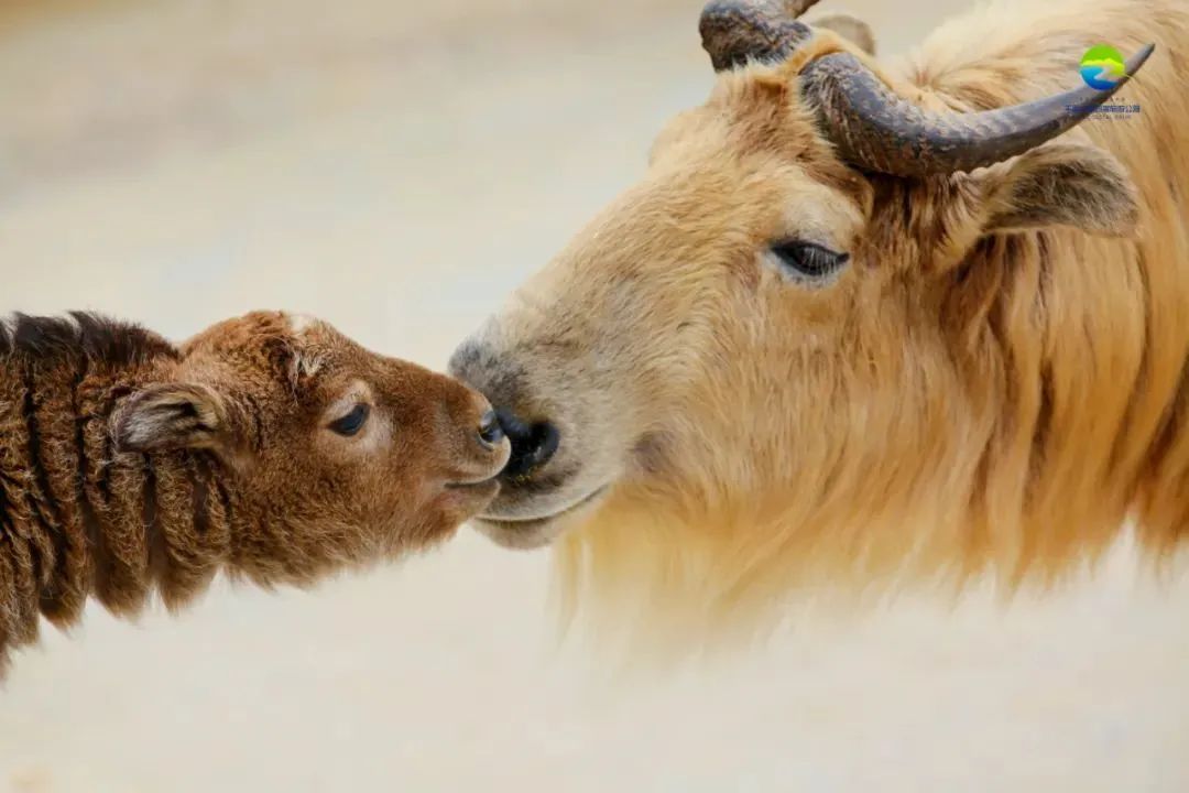 威海2天1夜攻略,威海2天一夜旅游攻略