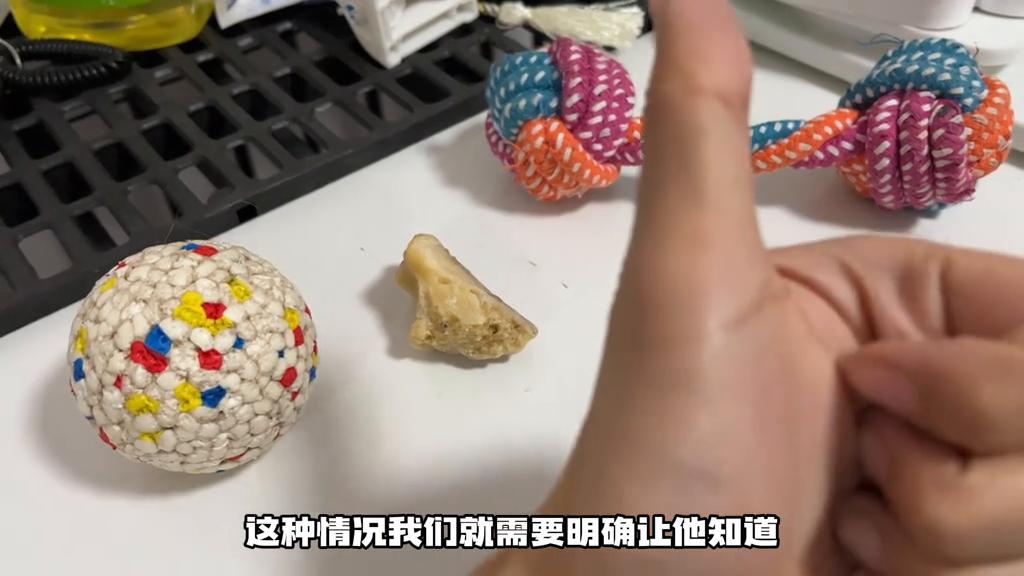 快速易学推荐10种训练狗狗的方法,该如何教小狗狗训练