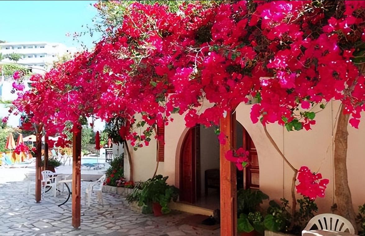 院子种2棵巴西进口花，花开似海，风景独特，美不胜收