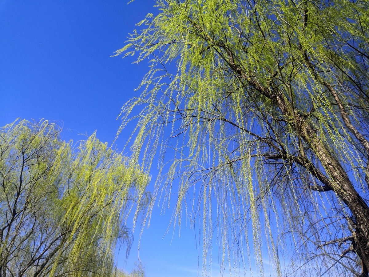 风吹杨柳万千条选段,风吹杨柳万千条指什么生肖