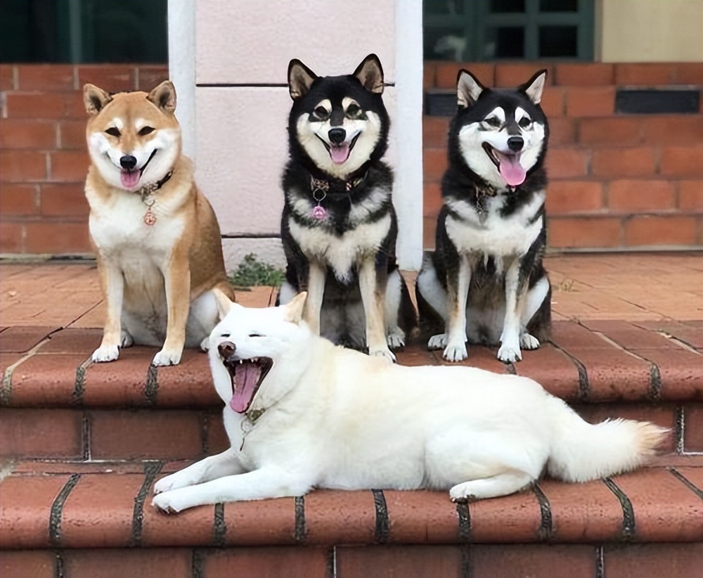 狗狗发情,母狗会怎么选择自己的交配对象?