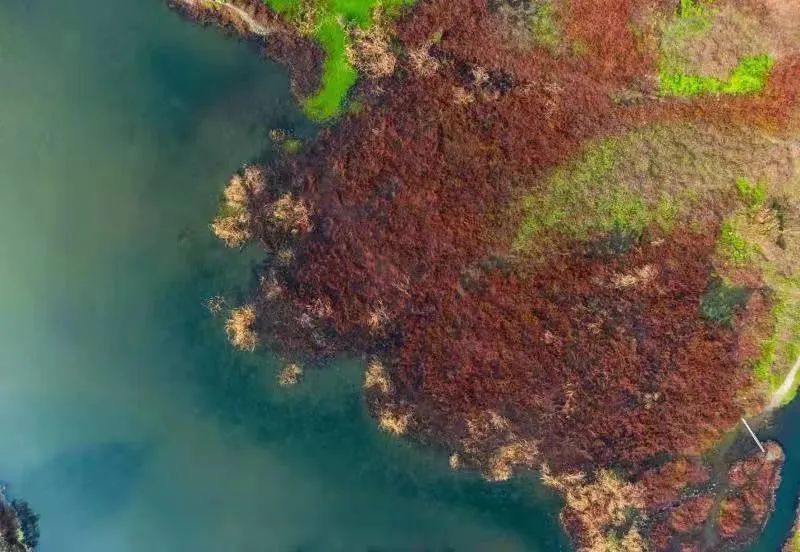 提前盛开！成都市区这个被偏爱的宝藏地又上新，即将刷爆全网