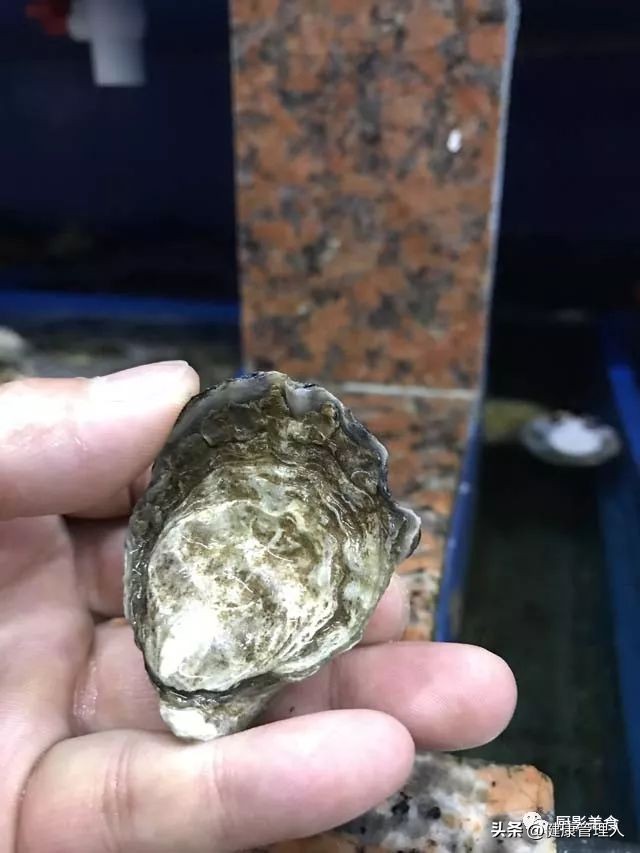 世界顶级海鲜食材,世界顶级的海鲜视频