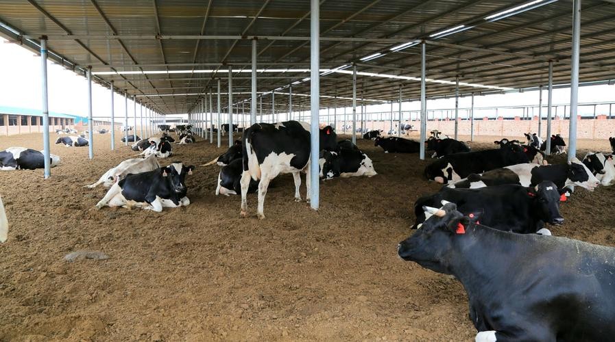 肉牛养殖技术西门塔尔牛养殖视频,生牛养殖和肉牛养殖的区别