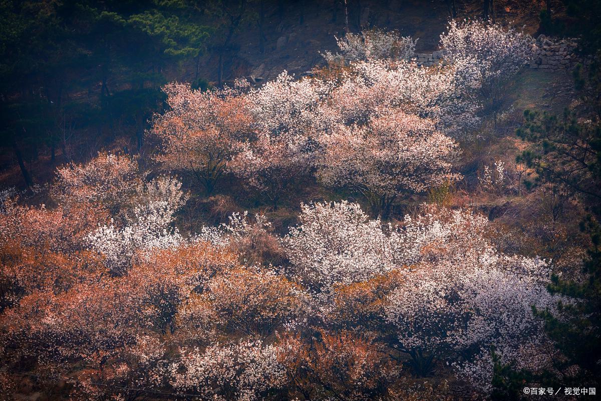 青岛旅游免门票景区有哪些,青岛旅游攻略最坑人的景点