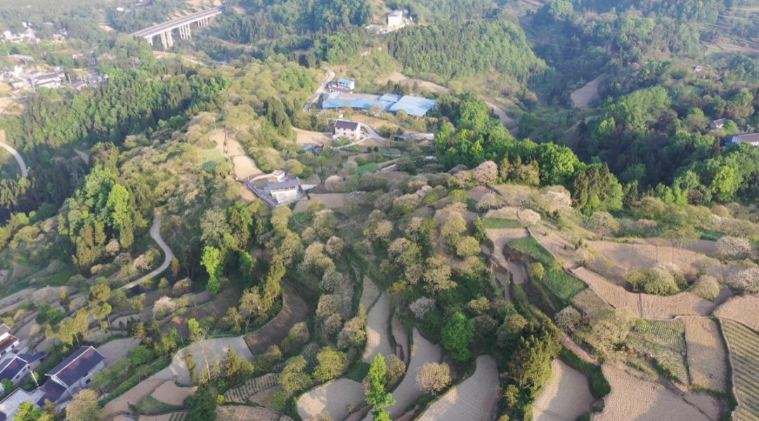 正安油桐,油桐的优势