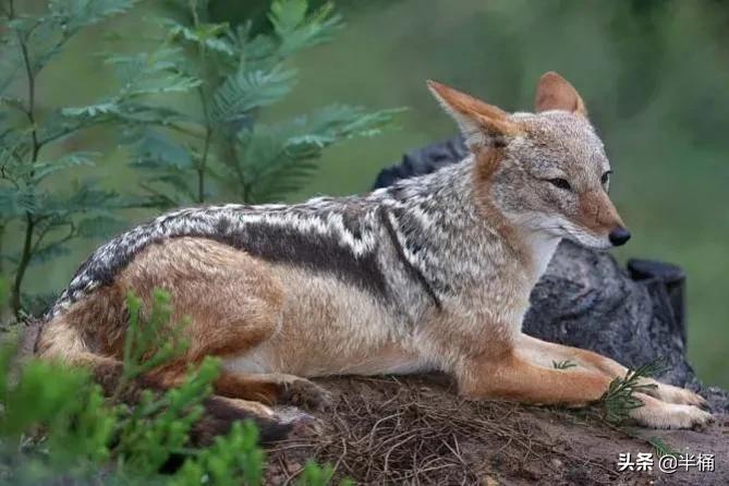 豺狼虎豹为什么豺能够位居第一位,豺狼虎豹里的豺指的是哪种动物