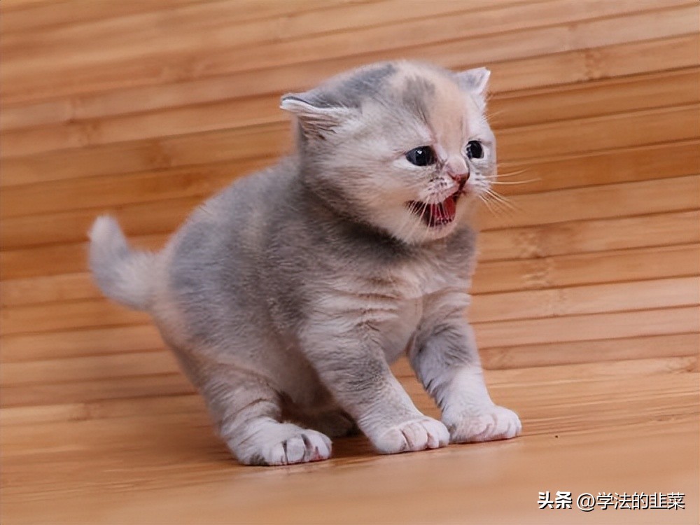 领养猫咪被起诉,领养猫咪买猫粮骗局可以举报嘛