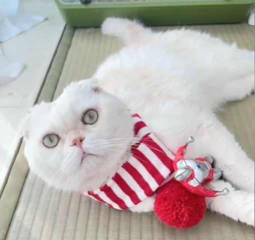 猫界顶流刘二豆,喵界顶流二豆