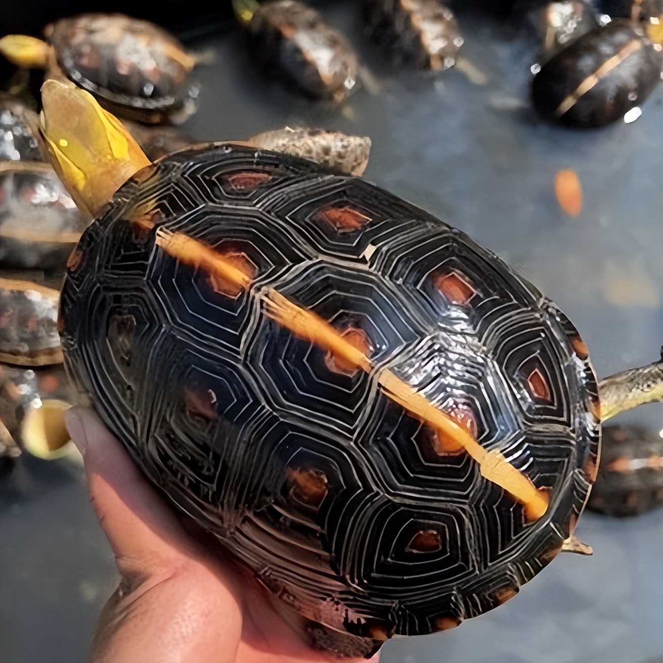 十大建议买的龟,新手入门龟推荐100元左右