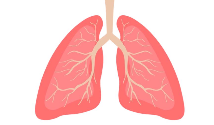 砂锅冰糖雪梨的正确做法润肺止咳,冰糖蜂蜜雪梨的正确做法润肺止咳