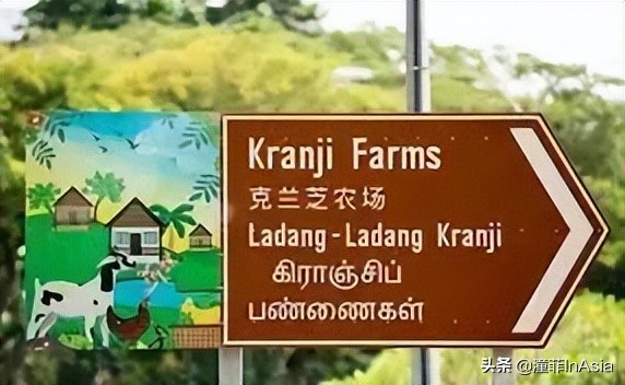 新加坡樟宜机场城市观光免费巴士,新加坡环线巴士