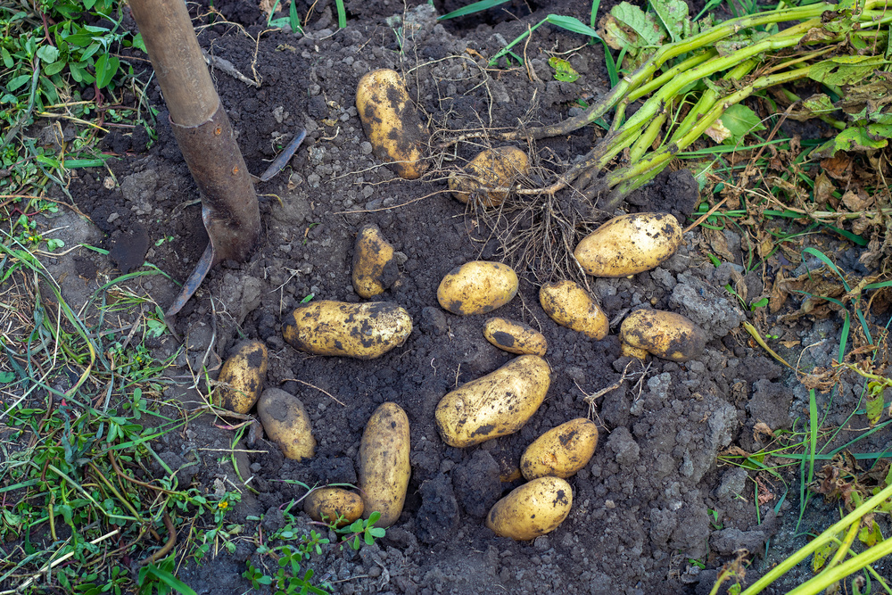 种土豆往窝里撒玉米面好吗,种土豆上面全部用锯末盖好吗