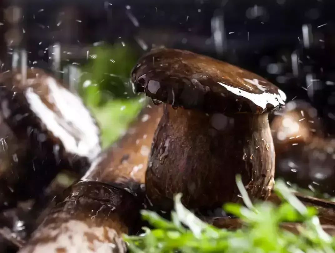 世界生态环境日,世界环境日森林地球日