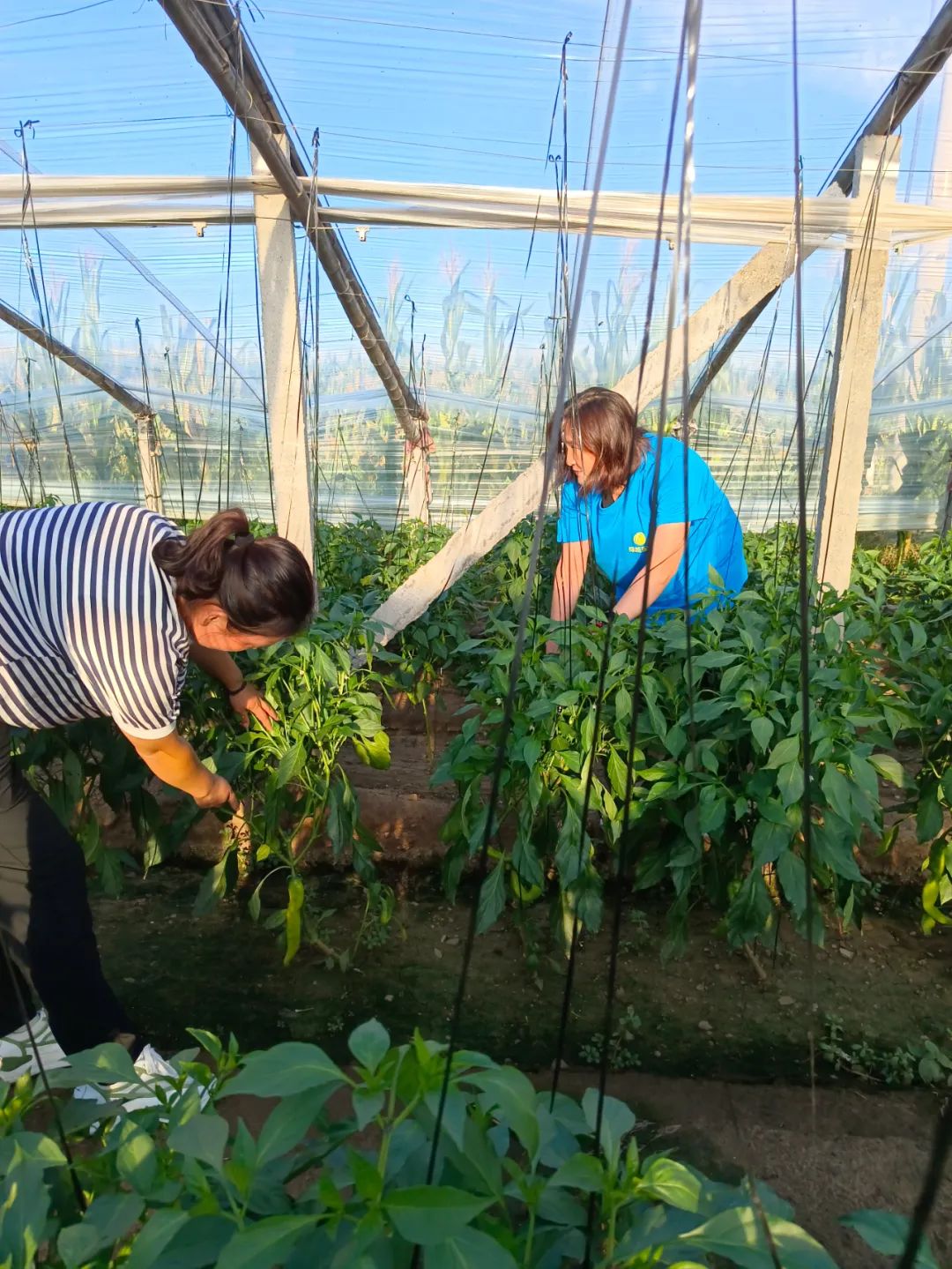 把“一产”做成“六产”——昌乐“新农人”大学生王建芹创业记