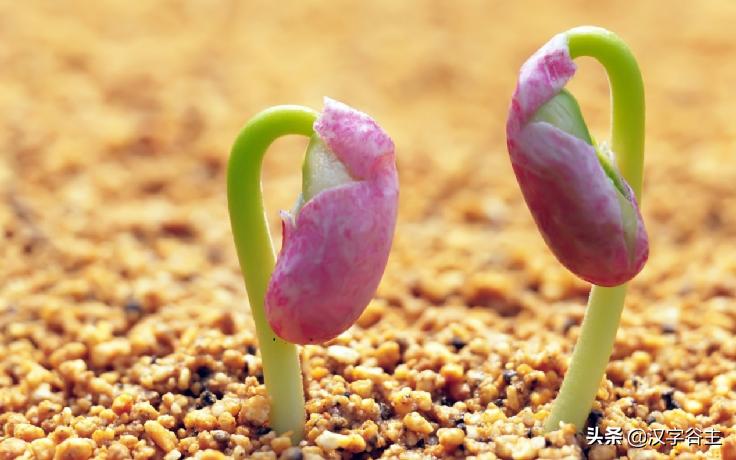 姹夊瓧妞嶇墿,鑽夋湪姹夊瓧