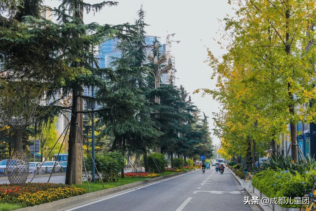 路边的银杏树是什么品种,银杏行道树