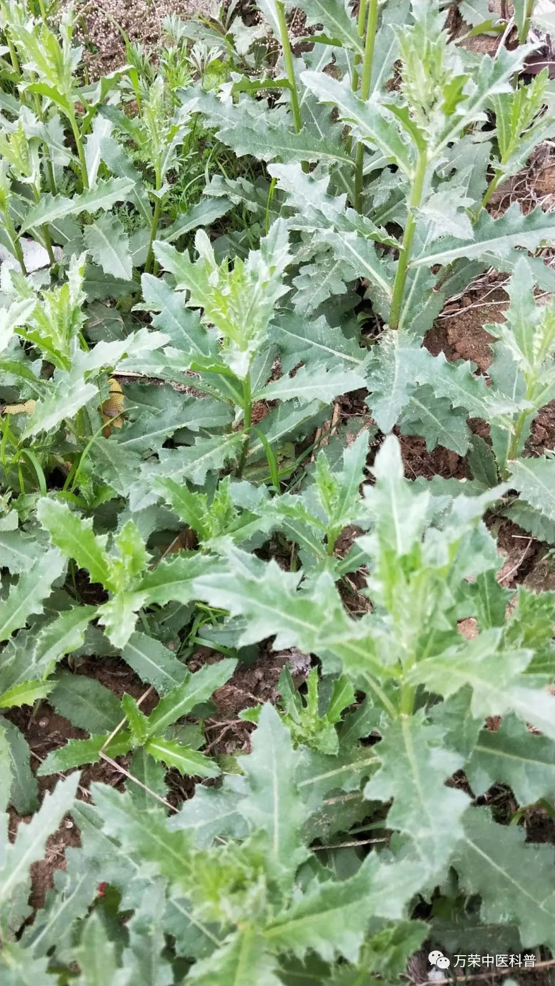 植物幼苗的发展过程详细,植物的幼苗在生长过程中