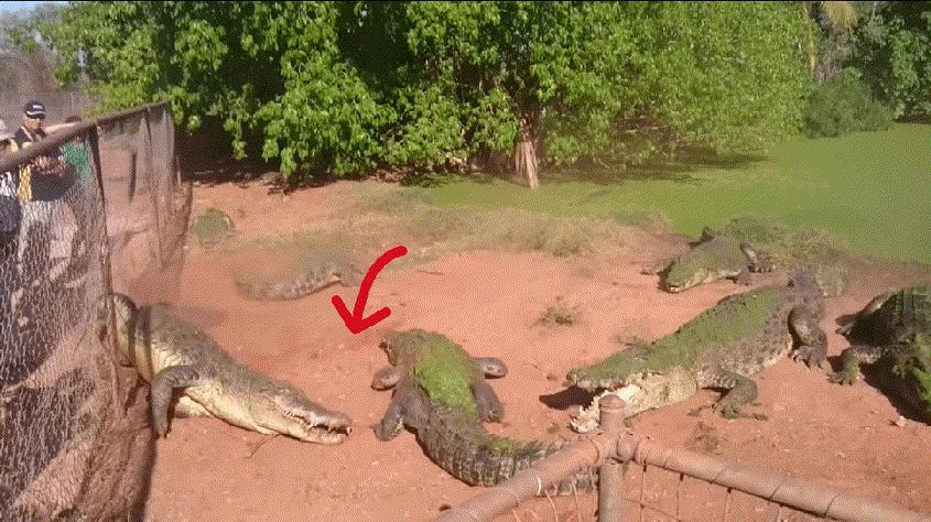 12张让人惊叹的动物的照片,眼界大开30张活久见的动物图