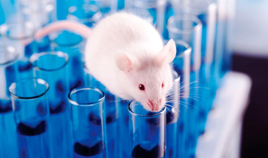 老鼠从世界上消失会发生什么,老鼠的死亡会有多可怕