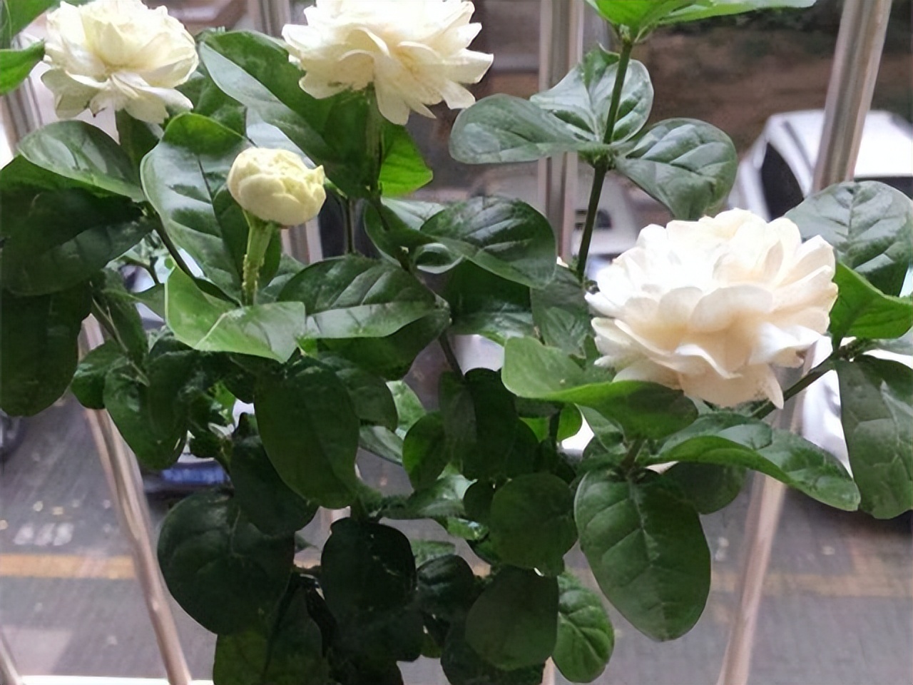 80多岁老爷子为初恋，种了满院的茉莉花，每次花开，都是一种浪漫