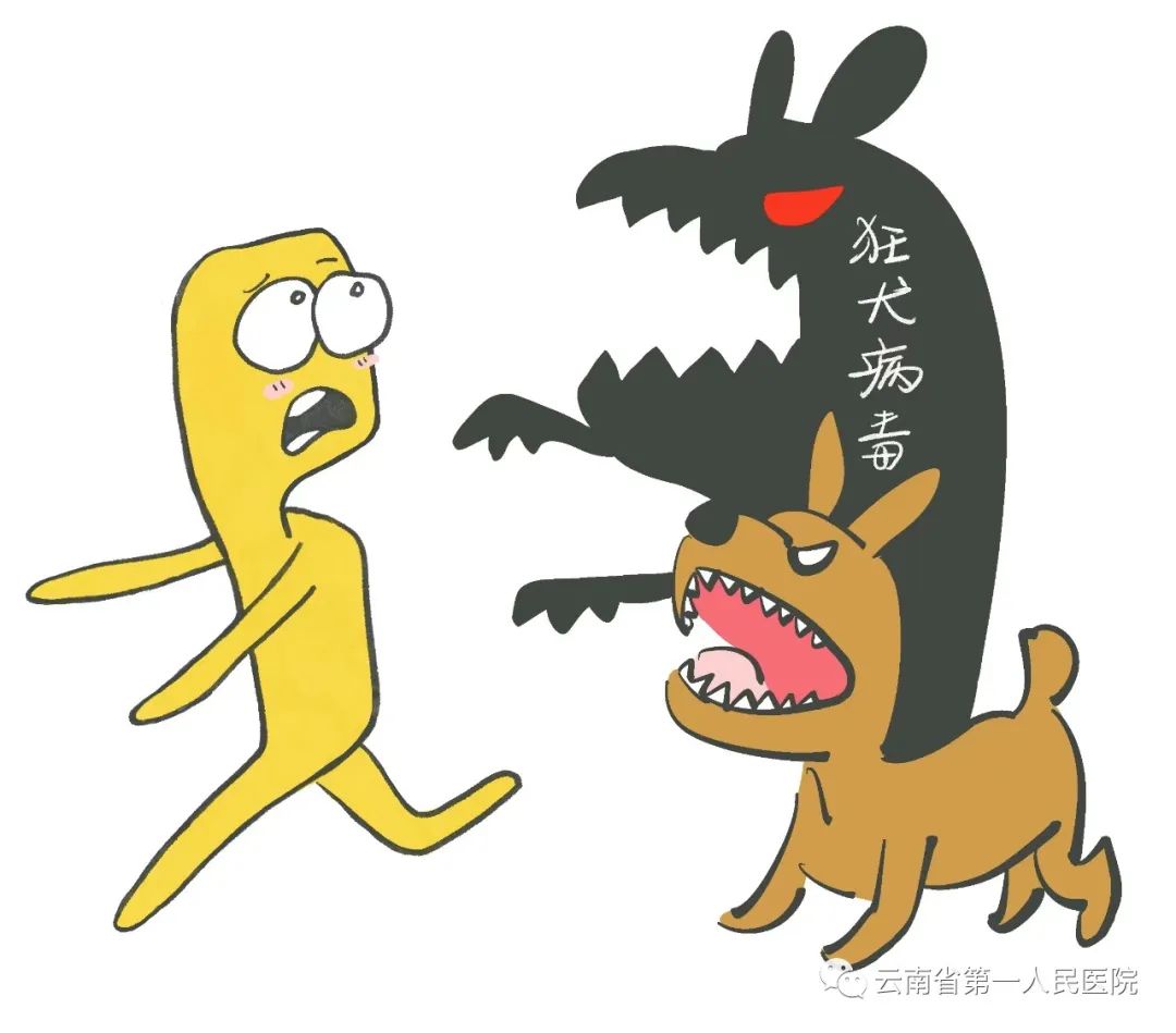 打狂犬病疫苗四个月又被猫抓伤,松鼠抓伤需要打狂犬病疫苗吗